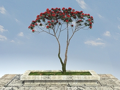 现代马缨花