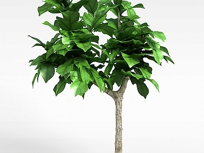 现代办公桌 绿化植物