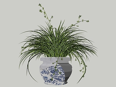花草 盆栽花草 花盆花钵