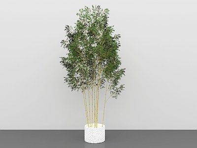 竹子 竹林盆栽