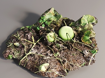 农作物 瓜秧 植物 瓜果 蔬菜