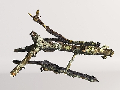 现代木头木板 自然树干 枯木 树桩