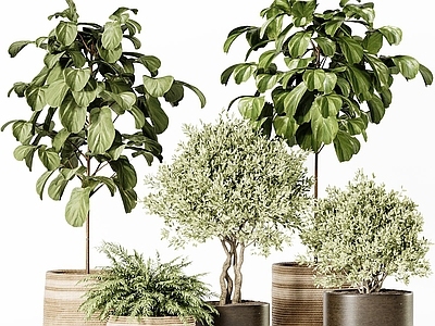 盆栽 绿植盆栽组合