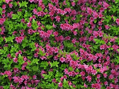 现代自然地面 无缝灌木花丛 无缝花卉植物
