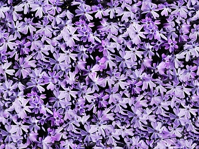 现代自然地面 无缝灌木花丛 无缝花卉植物