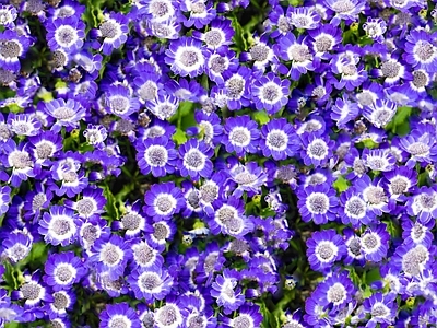 现代自然地面 无缝灌木花丛 无缝花卉植物