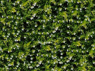 现代自然地面 无缝灌木花丛 无缝花卉植物