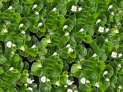 现代自然地面 无缝灌木花丛 无缝花卉植物