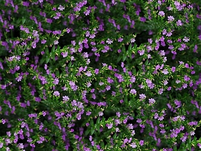 现代自然地面 无缝灌木花丛 无缝花卉植物