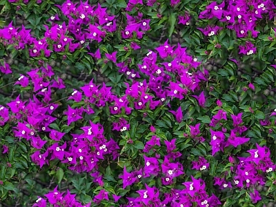 现代自然地面 无缝灌木花丛 无缝花卉植物