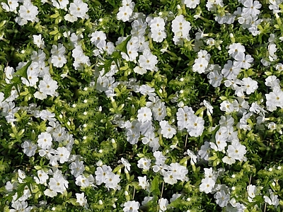 现代自然地面 无缝灌木花丛 无缝花卉植物