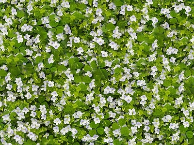 现代自然地面 无缝灌木花丛 无缝花卉植物