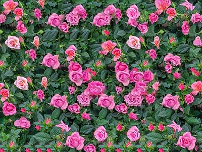 现代自然地面 无缝灌木花丛 无缝花卉植物