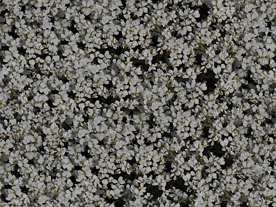 现代自然地面 无缝灌木花丛 无缝花卉植物