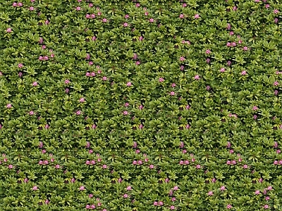 现代自然地面 无缝灌木花丛 无缝花卉植物