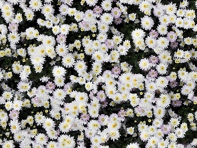 现代自然地面 无缝灌木花丛 无缝花卉植物