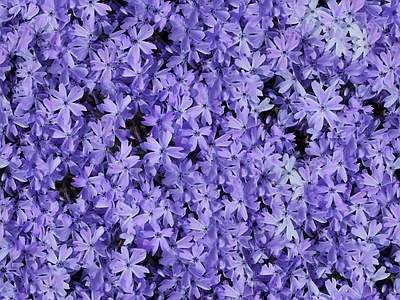 现代自然地面 无缝灌木花丛 无缝花卉植物
