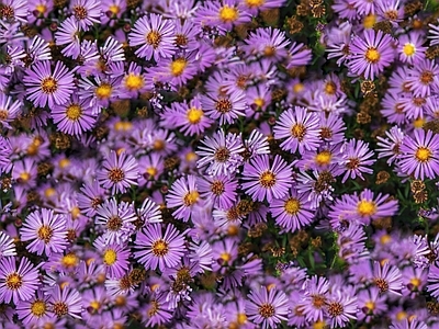 现代自然地面 无缝灌木花丛 无缝花卉植物