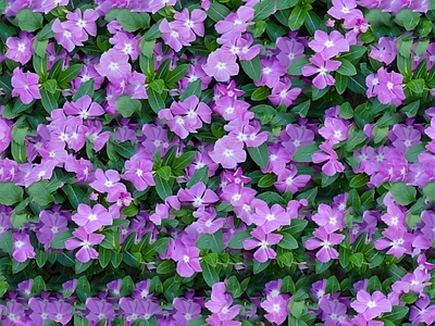 现代自然地面 无缝灌木花丛 无缝花卉植物