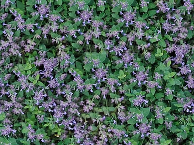 现代自然地面 无缝灌木花丛 无缝花卉植物