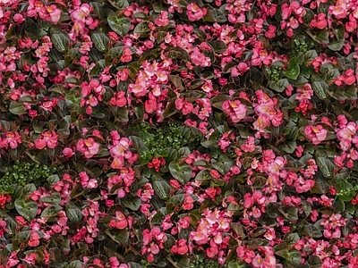 现代自然地面 无缝灌木花丛 无缝花卉植物