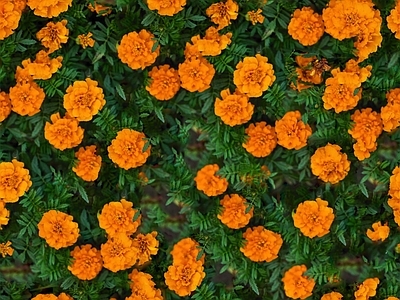 现代自然地面 无缝灌木花丛 无缝花卉植物