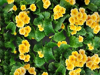 现代自然地面 无缝灌木花丛 无缝花卉植物