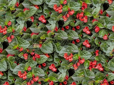 现代自然地面 无缝灌木花丛 无缝花卉植物