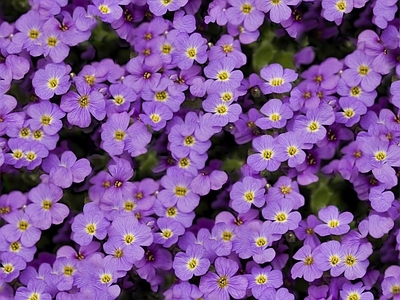 现代自然地面 无缝灌木花丛 无缝花卉植物