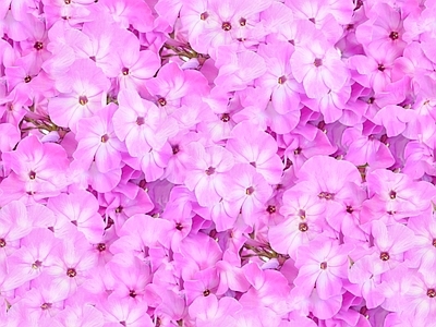 现代自然地面 无缝灌木花丛 无缝花卉植物