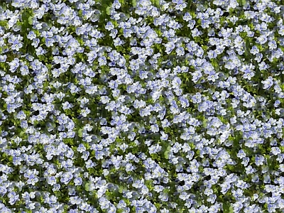 现代自然地面 无缝灌木花丛 无缝花卉植物