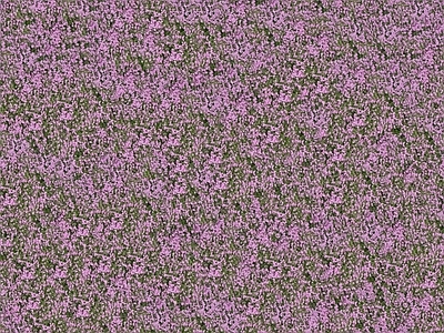 现代自然地面 无缝灌木花丛 无缝花卉植物