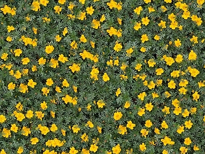 现代自然地面 无缝灌木花丛 无缝花卉植物