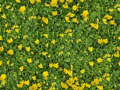 现代自然地面 无缝灌木花丛 无缝花卉植物