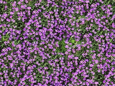 现代自然地面 无缝灌木花丛 无缝花卉植物
