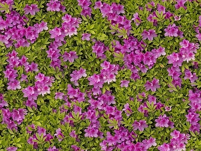 现代自然地面 无缝灌木花丛 无缝花卉植物