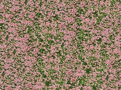 现代自然地面 无缝灌木花丛 无缝花卉植物