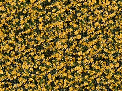 现代自然地面 无缝灌木花丛 无缝花卉植物