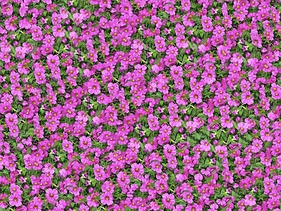现代自然地面 无缝灌木花丛 无缝花卉植物