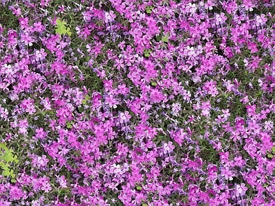 现代自然地面 无缝灌木花丛 无缝花卉植物