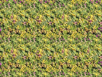 现代自然地面 无缝灌木花丛 无缝花卉植物
