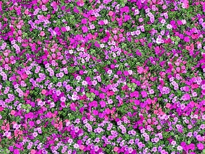 现代自然地面 无缝灌木花丛 无缝花卉植物