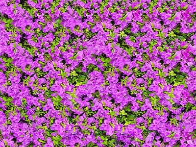 现代自然地面 无缝灌木花丛 无缝花卉植物