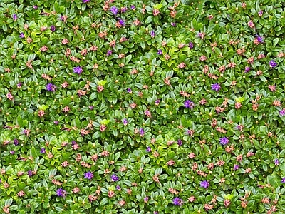 现代自然地面 无缝灌木花丛 无缝花卉植物