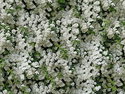 现代自然地面 无缝灌木花丛 无缝花卉植物