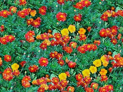 现代自然地面 无缝灌木花丛 无缝花卉植物