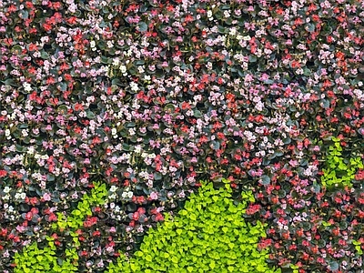 现代自然地面 无缝灌木花丛 无缝花卉植物