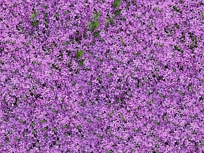 现代自然地面 无缝灌木花丛 无缝花卉植物