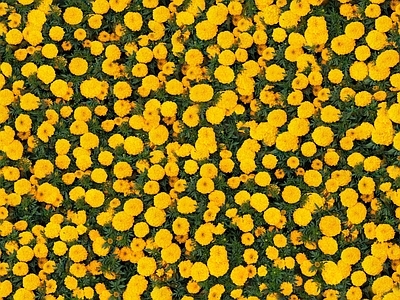 现代自然地面 无缝灌木花丛 无缝花卉植物