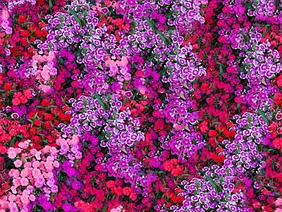 现代自然地面 无缝灌木花丛 无缝花卉植物